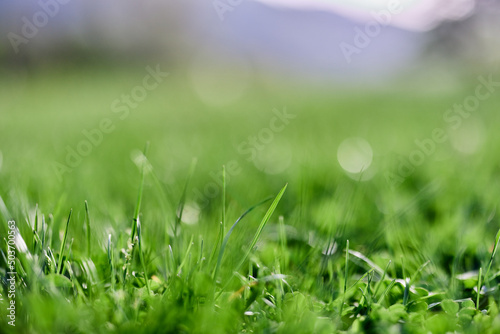 Spring nature with young green grass in close-up