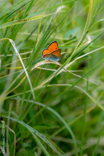 Vertical shot of a beautiful butterfly with opened wings sitting on the grass photo