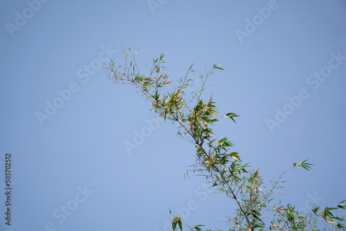 Bamboo trees want to touch the blue sky. The green bamboo leaves are shining in the light of the sun. The picture is very beautiful on a blue background. © Monochobe