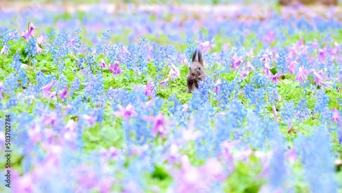 エゾリスの春





















