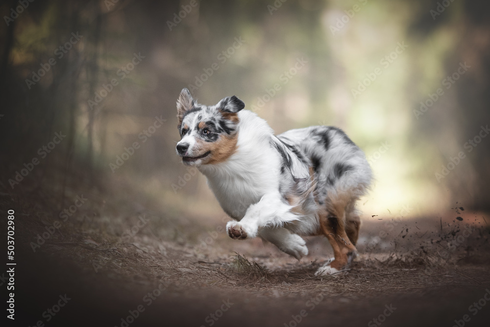 Crazy blue merle Australian Shepherd dog running through pine forest Crazy blue merle Australian Shepherd dog running through pine forest