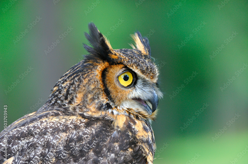 Fototapeta premium Virginia-Uhu (Bubo virginianus)