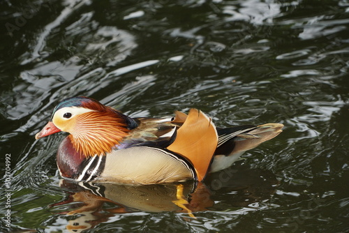 Bright mandarin duck on water close up