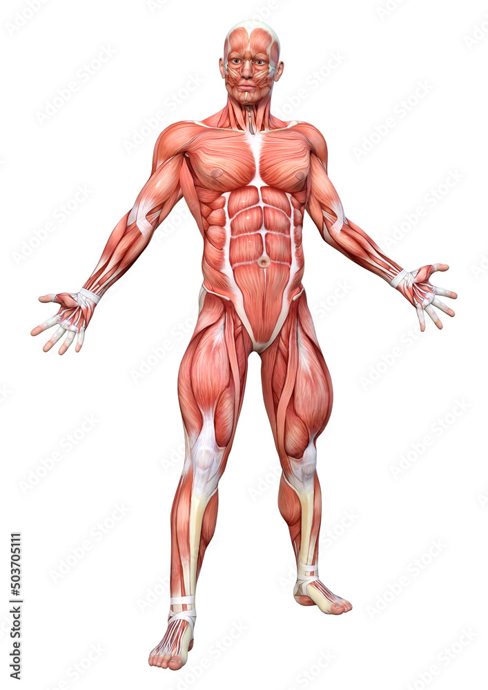 3D Rendering Male Anatomy Figure on White 3D Rendering Male Anatomy Figure on White