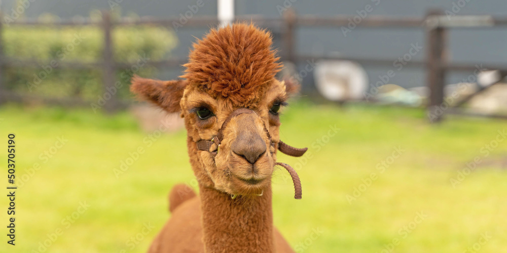 Fototapeta premium A brown Alpaca head, in panorama. In a green field with flowers. Wooden fence. Selective focus on the white alpaca's head. Long cover, web banner