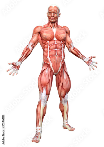 3D Rendering Male Anatomy Figure on White