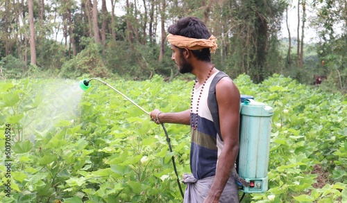 Scene of a young man spraying pesticide on the leaves of a cotton plant. photo