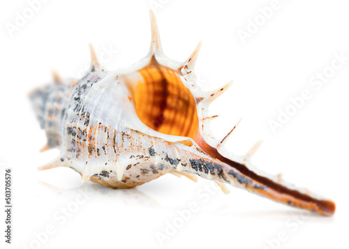 seashell on white isolated background