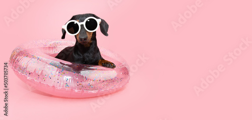 Photography Funny dachshund puppy dog summer on vacations inside of an inflatable ring