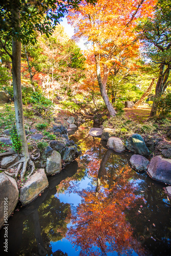 Fototapeta Naklejka Na Ścianę i Meble -  東京都　旧古河庭園の紅葉