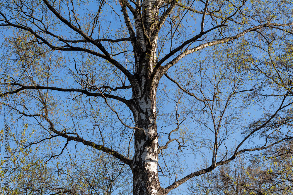 Birch with blossoming buds on the branches Birch with blossoming buds on the branches