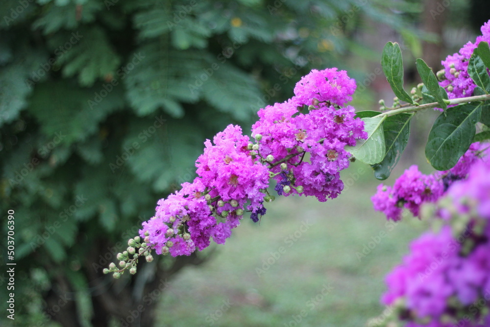 Closeup shot of blooming Violet butterfly bush Closeup shot of blooming Violet butterfly bush
