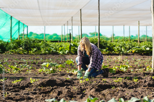 Caucasian mid adult farmer with blond hair planting vegetables in field at greenhouse in summer