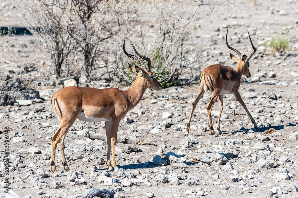 Closeup of a herd of Impalas - Aepyceros melampus- grazing on the plains of Etosha National Park, Namibia.