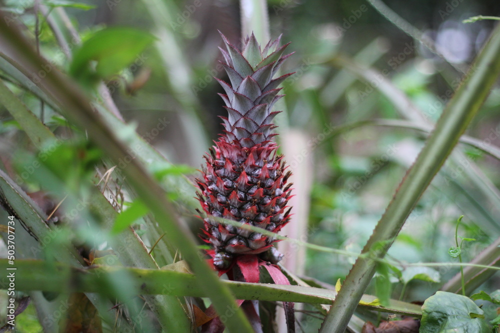 Fototapeta premium Unripe red pineapple in the pineapple garden