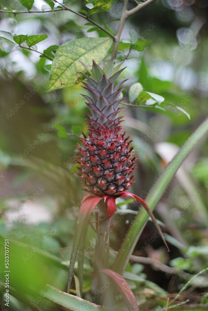 Unripe red pineapple in the pineapple garden Unripe red pineapple in the pineapple garden