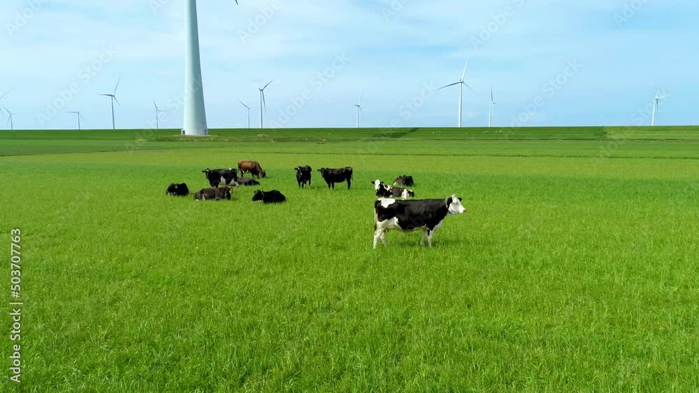Milky cows grazing on the green pasture in the Netherlands. Milk production for dutch cheese. Idyllic landscape with wind farms, tulip fields. Holland cheese production. Milky cows grazing on the green pasture in the Netherlands. Milk production for dutch cheese. Idyllic landscape with wind farms, tulip fields. Holland cheese production.