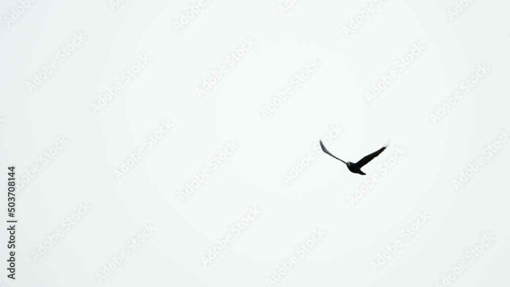 Bird raven flying against cloudy sky in slow motion. Burd currents of wind. Big crow soaring over the Mediterranean sea. Greece. Slow motion. 4K 100 fps