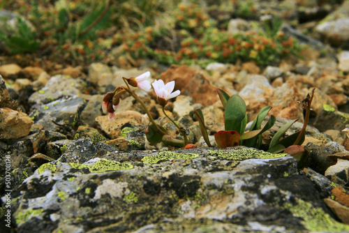 Two wild white flowers grow on gray stones with green lichen in the Altai mountains, yellow stones and other plants are visible in the distance, blurred background, summer, sunny, close-up