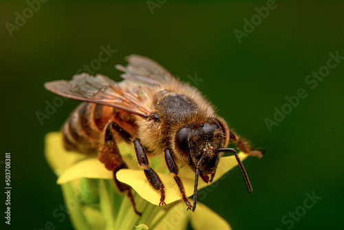 Close Up  beautiful  Bee macro in green nature  © blackdiamond67