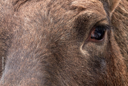 Moose in the reserve in winter. Moose eye. Closeup.