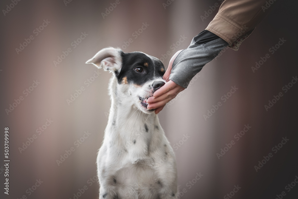 Cute mixed breed dog eating from a human hand