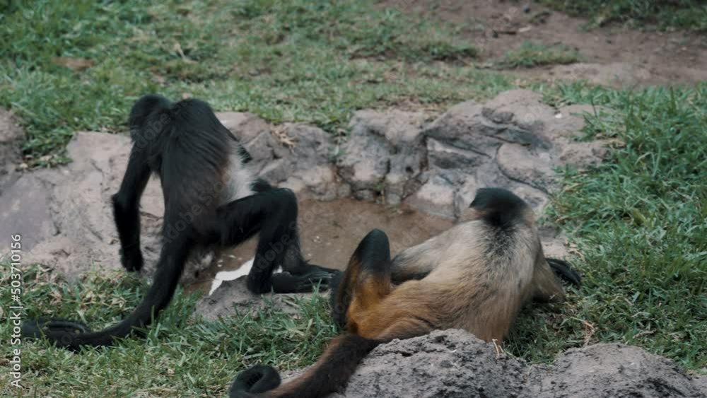 Black-handed Spider Monkeys Relaxing On Their Habitats Near A Small River. Tracking Shot