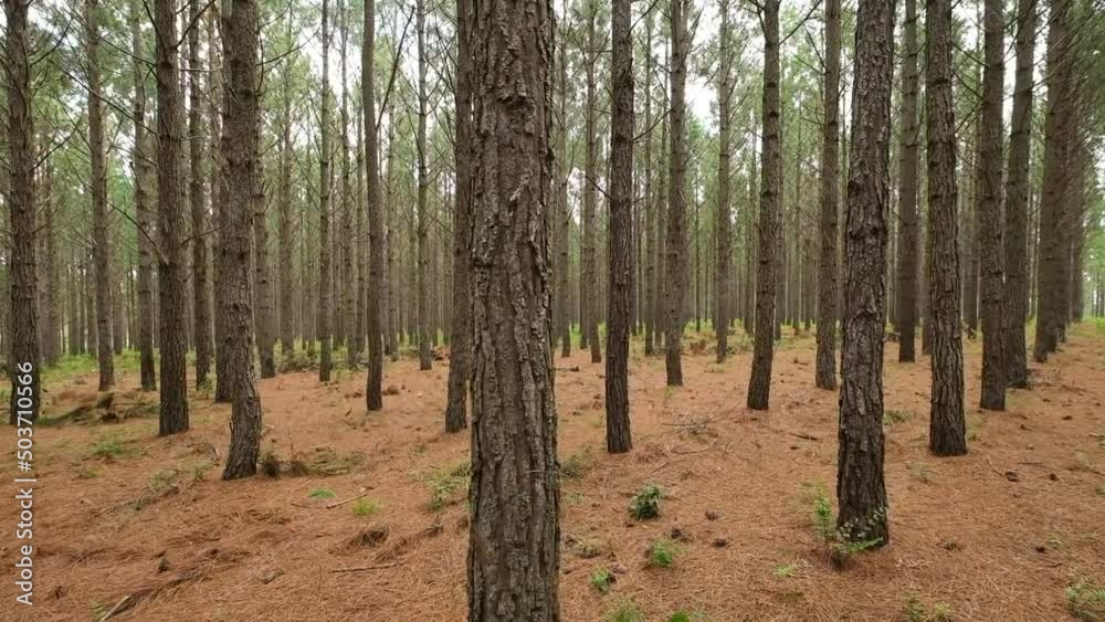 Slow Pan through a dimly lit pine forest Slow Pan through a dimly lit pine forest