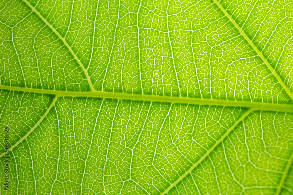 Nature and light Background image blur green tones Nature and light Background image blur green tones
