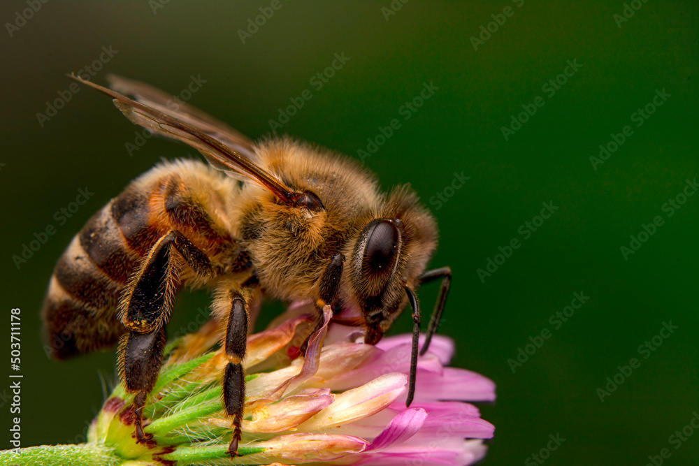 Close Up beautiful Bee macro in green nature Close Up beautiful Bee macro in green nature