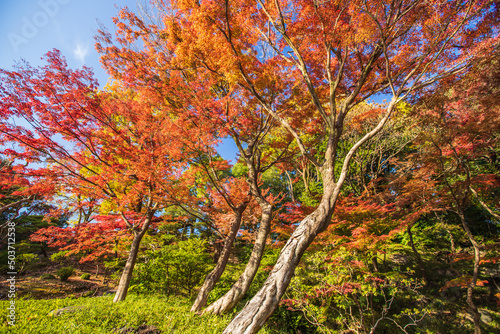 東京都 旧古河庭園の紅葉