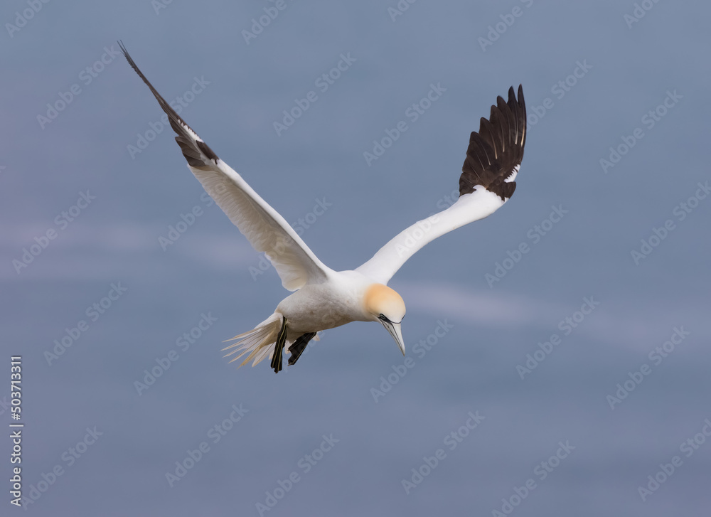 Northern Gannet (Morus bassanus) In Flight Hovering Northern Gannet (Morus bassanus) In Flight Hovering