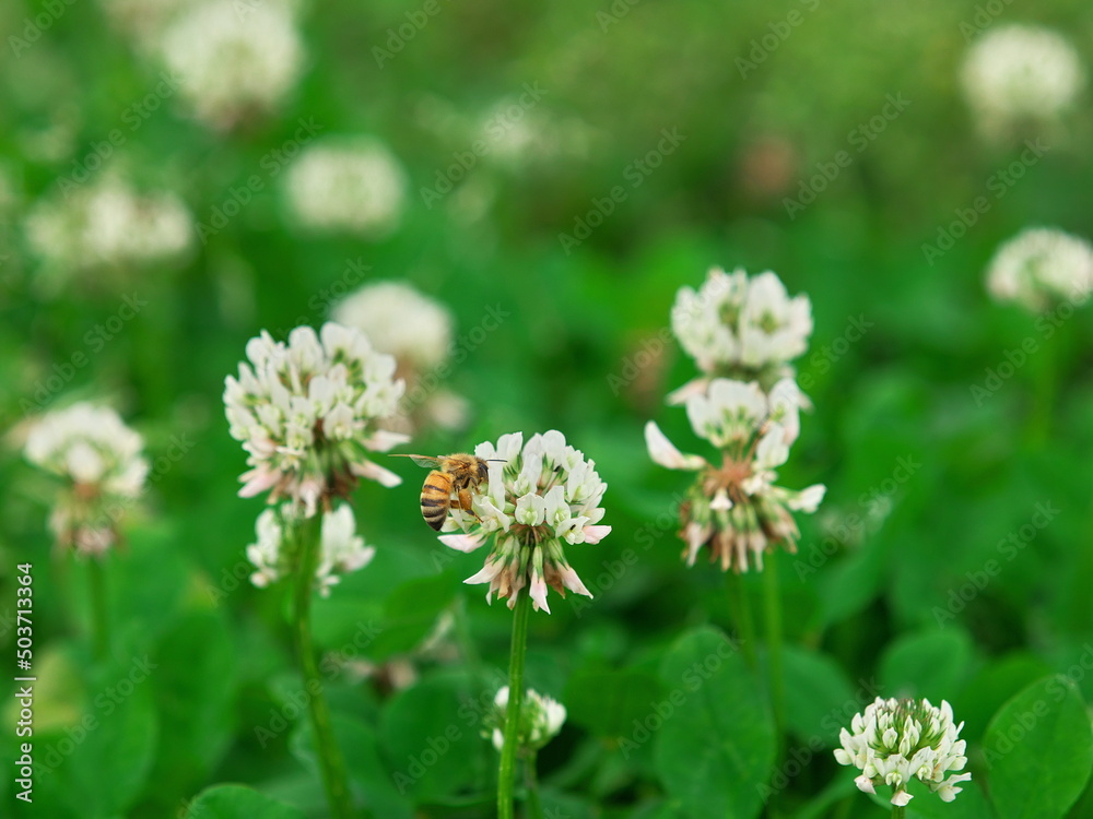 シロツメクサにとまった蜜蜂
シロツメクサにとまった蜜蜂