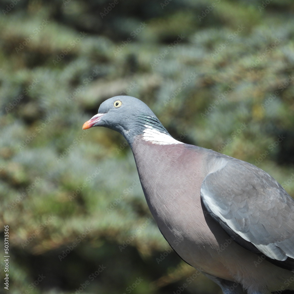 pigeon pigeon