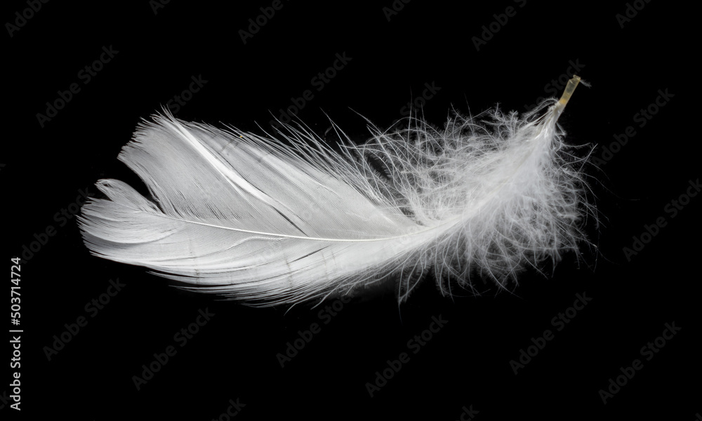 white feather of a goose on a black background