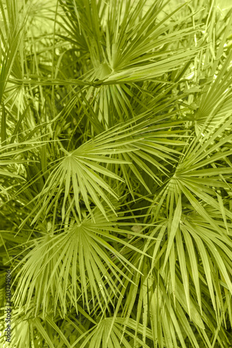 Big green palm leaves tropical summer season background