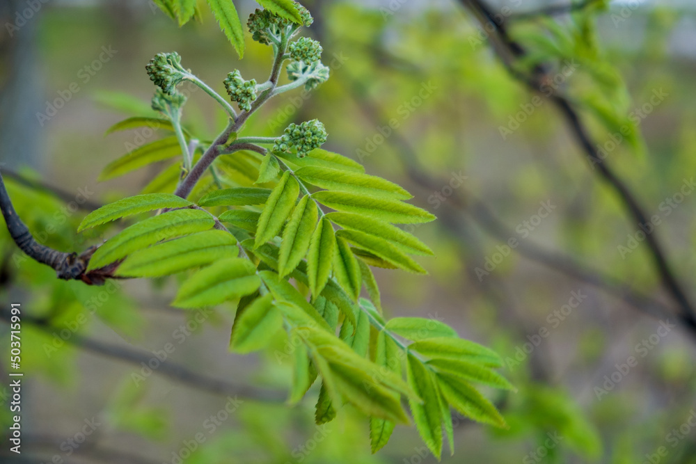 Rowan branch with young leaves. Spring, the birth of a new life concept. Selective focus. Rowan branch with young leaves. Spring, the birth of a new life concept. Selective focus.