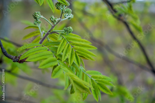 Rowan branch with young leaves. Spring  the birth of a new life concept. Selective focus.