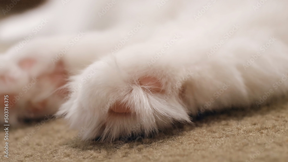 Fototapeta premium White fluffy cat paws without claws on carpet. Pink cat pads.
