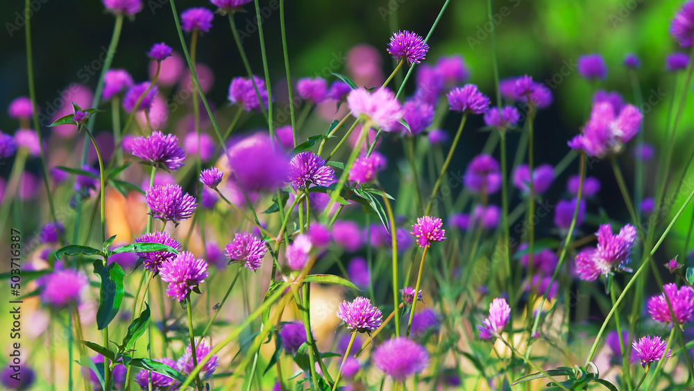 Violet vibrant trefoil flowers on the meadow in pleasant backlight. Nectar rich honey flowers. Wild clover field