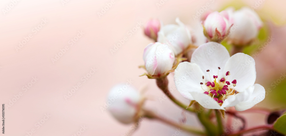 Macro shot of white cherry flowers isolated on blur background. Macro shot of white cherry flowers isolated on blur background.
