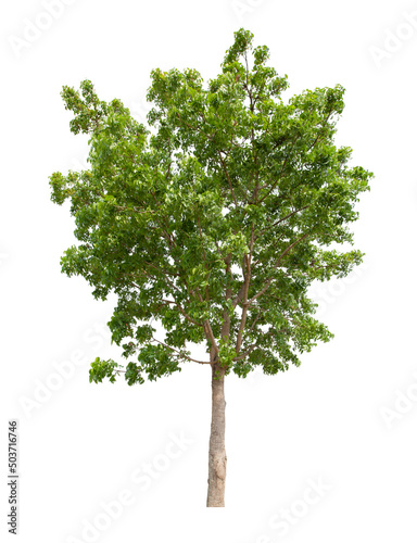 Single Tree isolated on white background, With Clipping path.