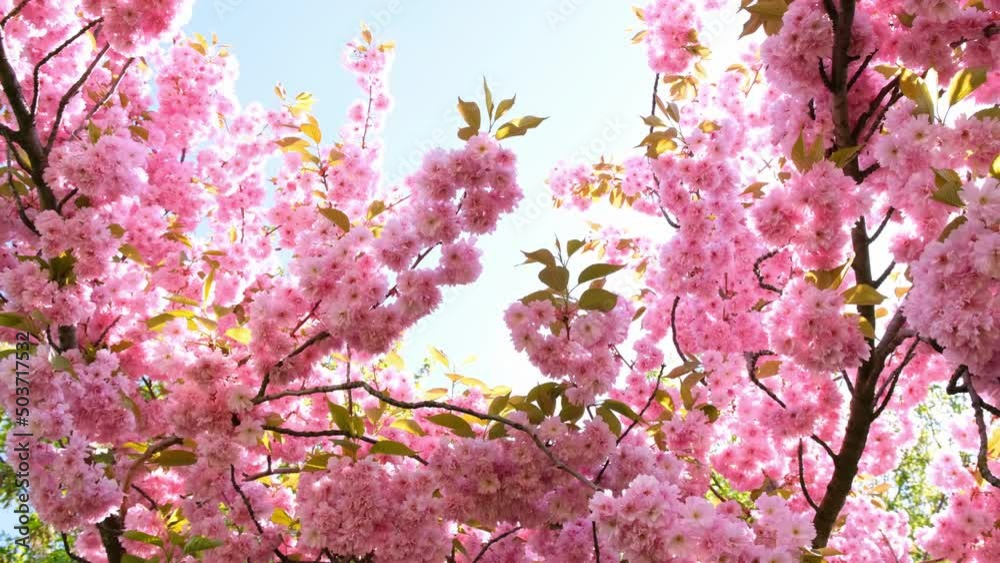 Dense, pink cherry blossom tree, gently moving, filled with morning sunshine. Dense, pink cherry blossom tree, gently moving, filled with morning sunshine.