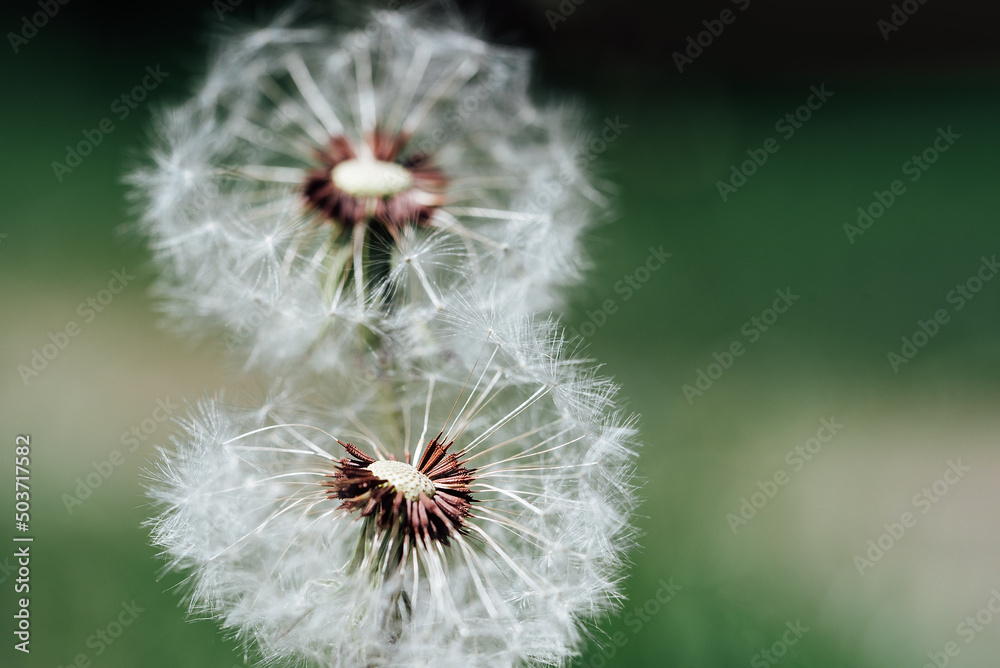 Obraz premium Macro dandelion at nature green background. Freedom to Wish. Seed macro closeup. Goodbye Summer. Hope and dreaming concept. Fragility. Springtime. soft focus. Macro nature.