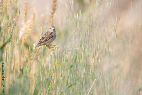 House sparrow in a field