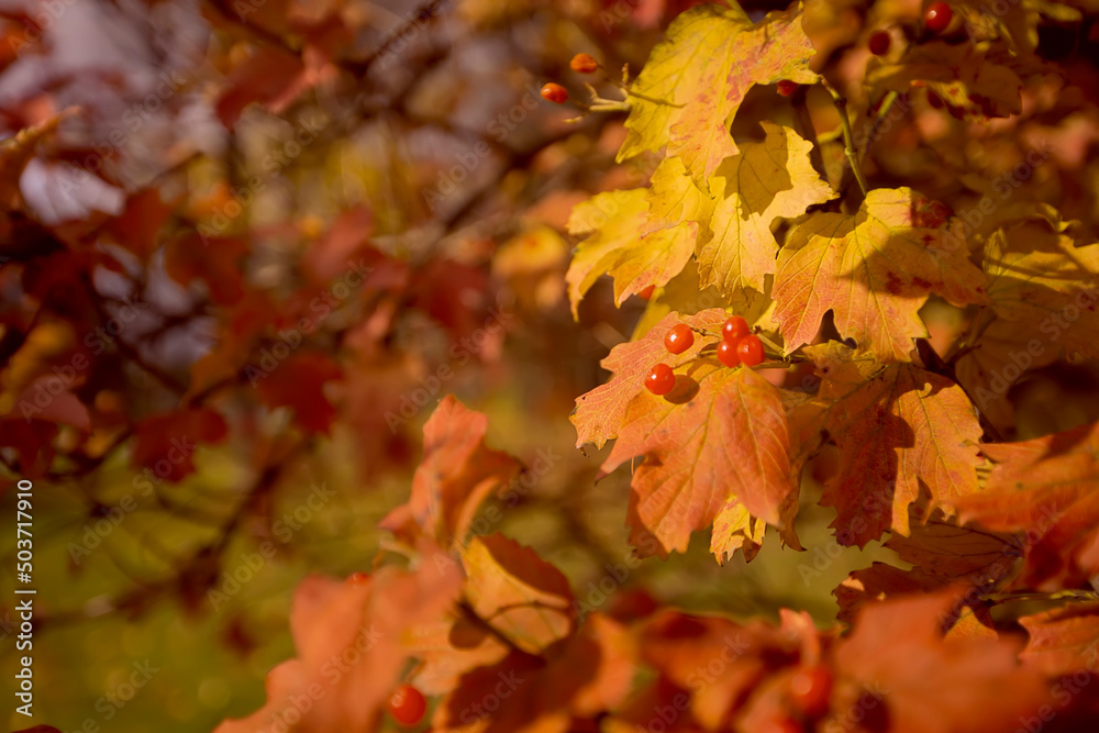 Autumn yellow background with maple leaves. Autumn yellow background with maple leaves.
