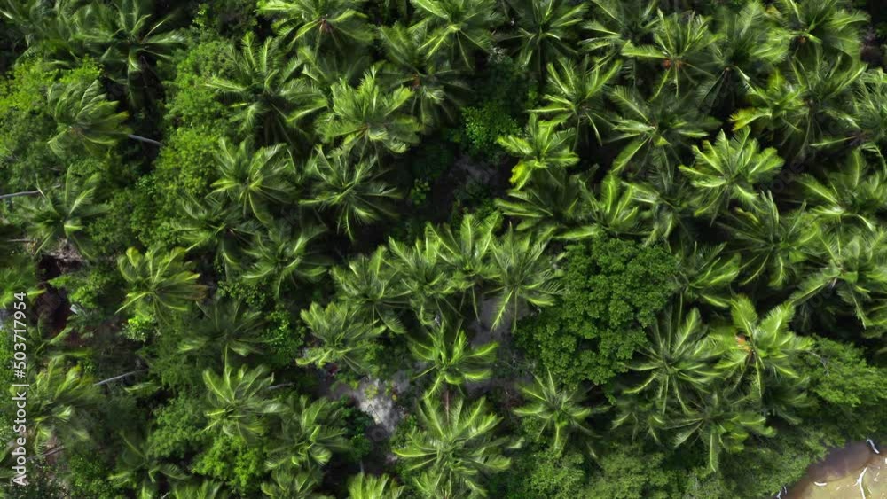 A warm tropical breeze blows through palm trees, Saona, Dominican Republic, aerial top down A warm tropical breeze blows through palm trees, Saona, Dominican Republic, aerial top down