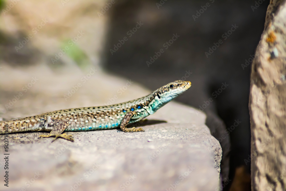 Lizard on the stone. Reptile in the wild Lizard on the stone. Reptile in the wild