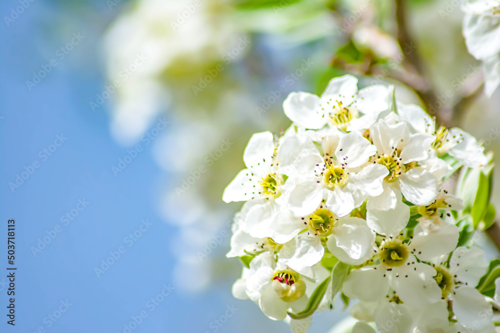 White flowers of flowering trees. The trees blossomed. Spring came