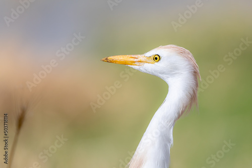 Cattle egret portrait